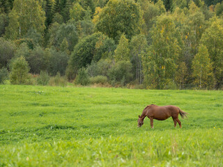Fototapeta premium Brown horse is grazing on meadow. Farm animal walks on green grass. Animal husbandry in countryside.
