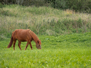 Fototapeta na wymiar Brown horse is grazing on meadow. Farm animal walks on green grass. Animal husbandry in countryside.