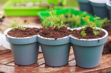 Warm glow of the sun is comforting on a cool spring morning, as gardener happily prepares his flower pots for the new plants he's growing. Happy young man passionate about gardening plants herbs