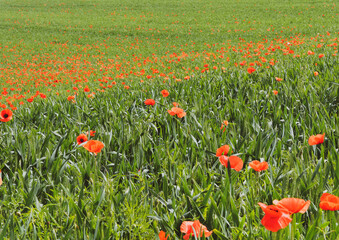 (Papaver rhoeas) Striking red flowers of the common poppy painting an entire wheat field in vivid scarlet by beautiful spring day in Germany