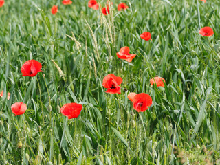 Papaver rhoeas | Common red poppies or field poppies in a wheat field on a beautiful spring day