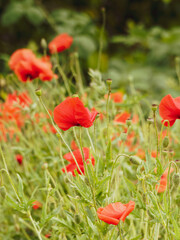 Papaver rhoeas | Common red poppies or field poppies
