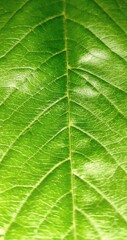 green leaf texture