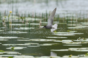 Black tern (Chlidonias niger)