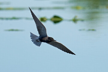 Black tern (Chlidonias niger)