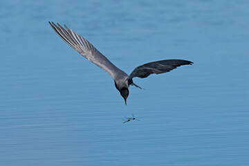 Black tern (Chlidonias niger)