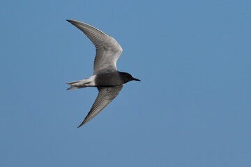 Black tern (Chlidonias niger)
