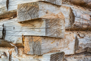 Wooden wall of logs. Corner of a log house