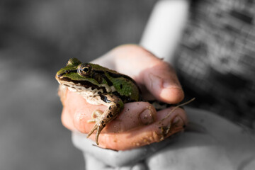 Żaba w ręce