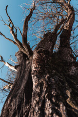 Fototapeta na wymiar The trunk of an old oak tree against the blue sky.