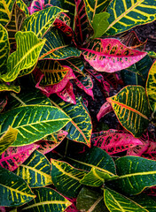 Pink, yellow, green Croton at Lewis Ginter Botanical Garden in Richmond © John