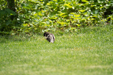 Vogel auf Wiese