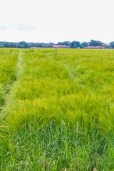 North German agricultural field forest trees nature landscape panorama Germany.