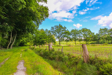 North German agricultural field forest trees nature landscape panorama Germany.
