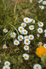 Stokrotki  © Dominika