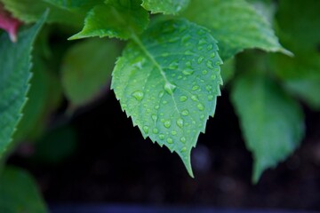 la nature simple et magnifique