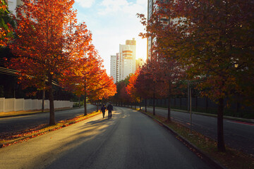 Street with autumn trees at dawn in the city of Curitiba, Brazil.