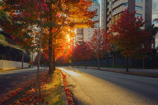 Street with autumn trees at dawn in the city of Curitiba, Brazil.