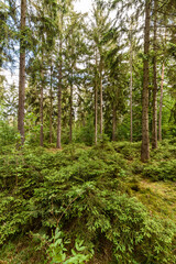 Nadelwald in Thüringen bei Sonnenschein