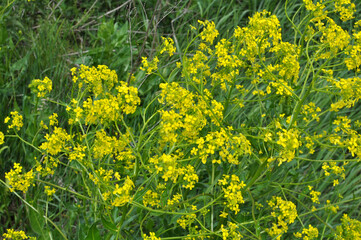 Oriental bunias grows in nature
