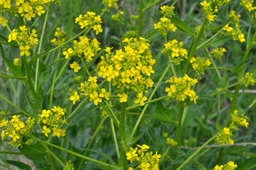 Oriental bunias grows in nature