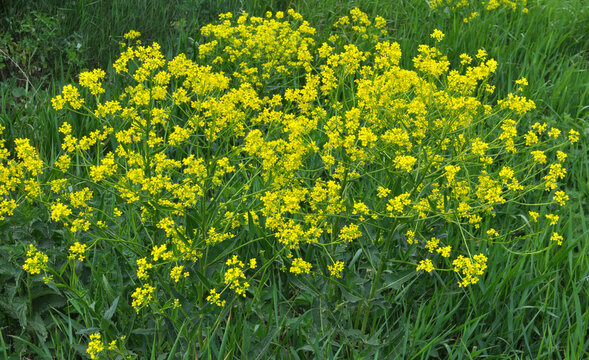 Oriental bunias grows in nature