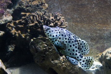 Humpback grouper - Cromileptes altivelis of known as the panther grouper.