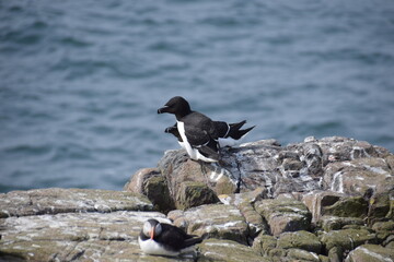 Farne Islands: Razorbills