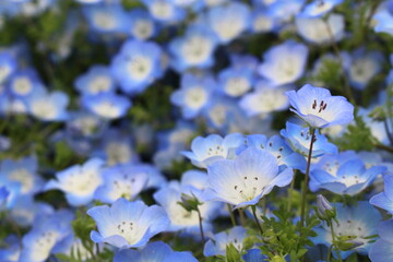 満開のネモフィラ畑 青色の絨毯 国営ひたち海浜公園 みはらしの丘 茨城県 ひたちなか市
