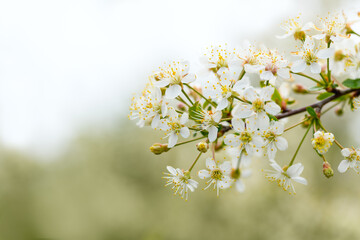 Blossoming cherry tree on green background. Spring floral background
