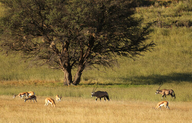 Gemsbok and Springbok in the Kgalagadi