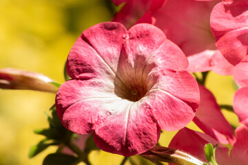 Beautiful fresh flower of the garden petunia