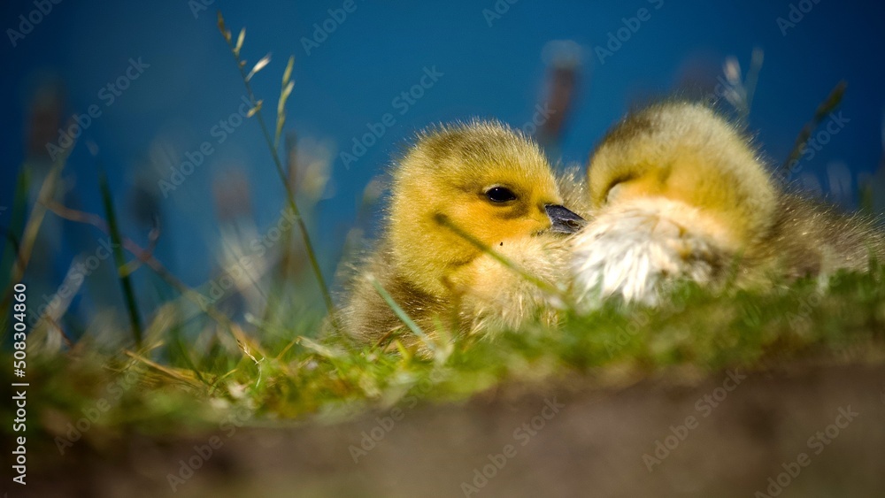 Canvas Prints goslings