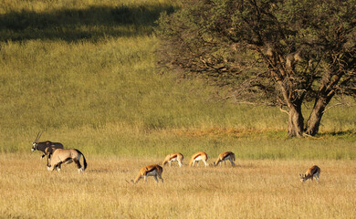 Gemsbok and Springbok in the Kgalagadi