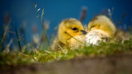 Goslings 