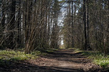 Lonely forest road and blue sky