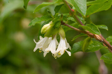 Flowers and leaves of honeysuckle in the mountains of the Trans-Ili Alatau
