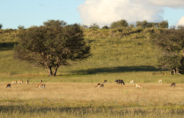 Fototapeta na wymiar Gemsbok and Springbok in the Kgalagadi