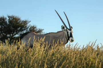 Gemsbok or South African Oryx in the Kgalagadi