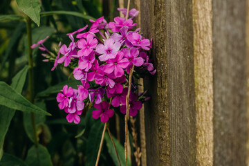 Bright pink phlox bud in the summer garden. Phloxes on the background of a wooden fence.