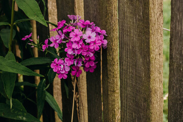 Fototapeta na wymiar Bright pink phlox bud in the summer garden. Phloxes on the background of a wooden fence.