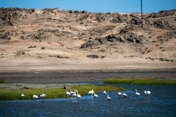 pink flamingos stand in the water in namibia in africa