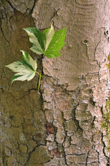 Tree bark with  young leaves of  Varigated Norway maple tree .Tree bark background closeup. 