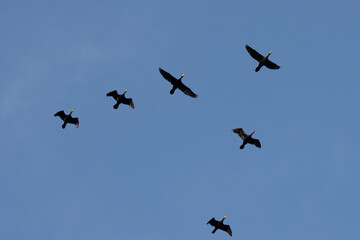 birds in flight, flock of birds in key in the sky