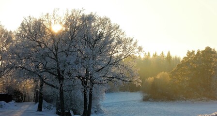 Trees covered in frost in winter sun