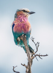 lilac breasted roller on a branch