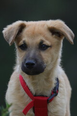 portrait of a dog, young dog