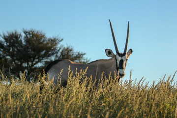 Gemsbok or South African Oryx in the Kgalagadi, South Africa