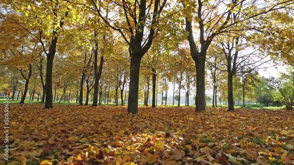 Sticker video with autumn park. sun shining through golden maple trees