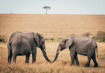 elephants trunk in the Savannah 
